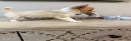 Chihuahua dogs for sale: AKC Dottie - Ad 6