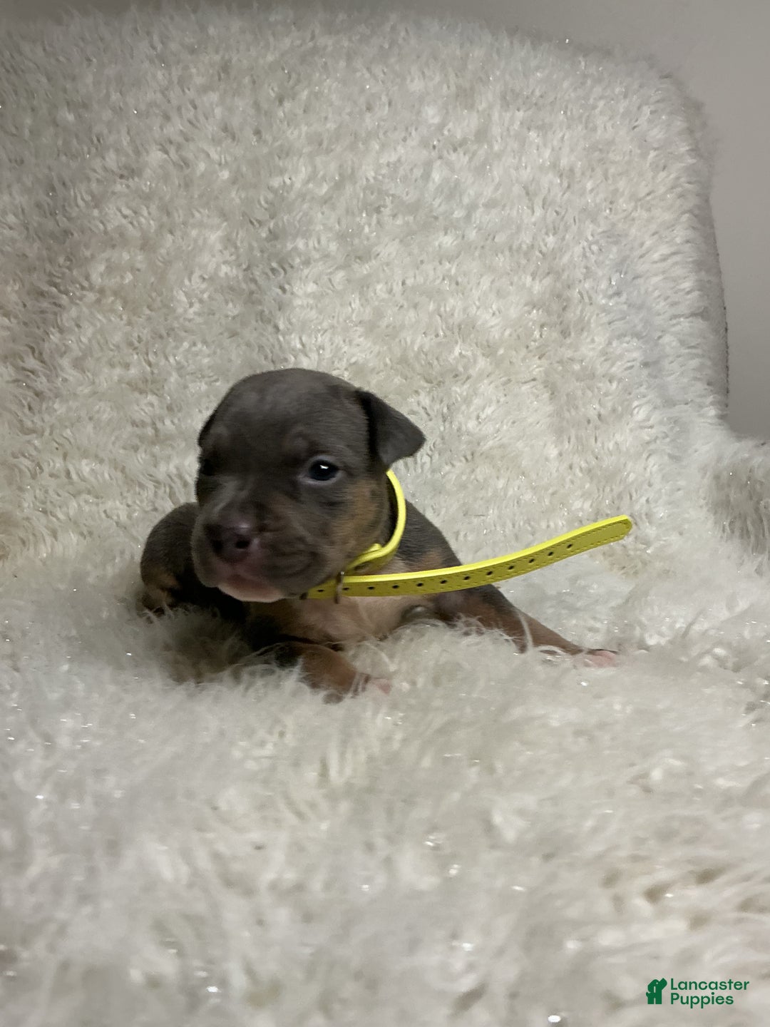 American Bully dogs for sale: Ms.Neon - Ad 8