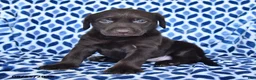 Labrador Retriever dogs for sale: Carmen - Ad 3
