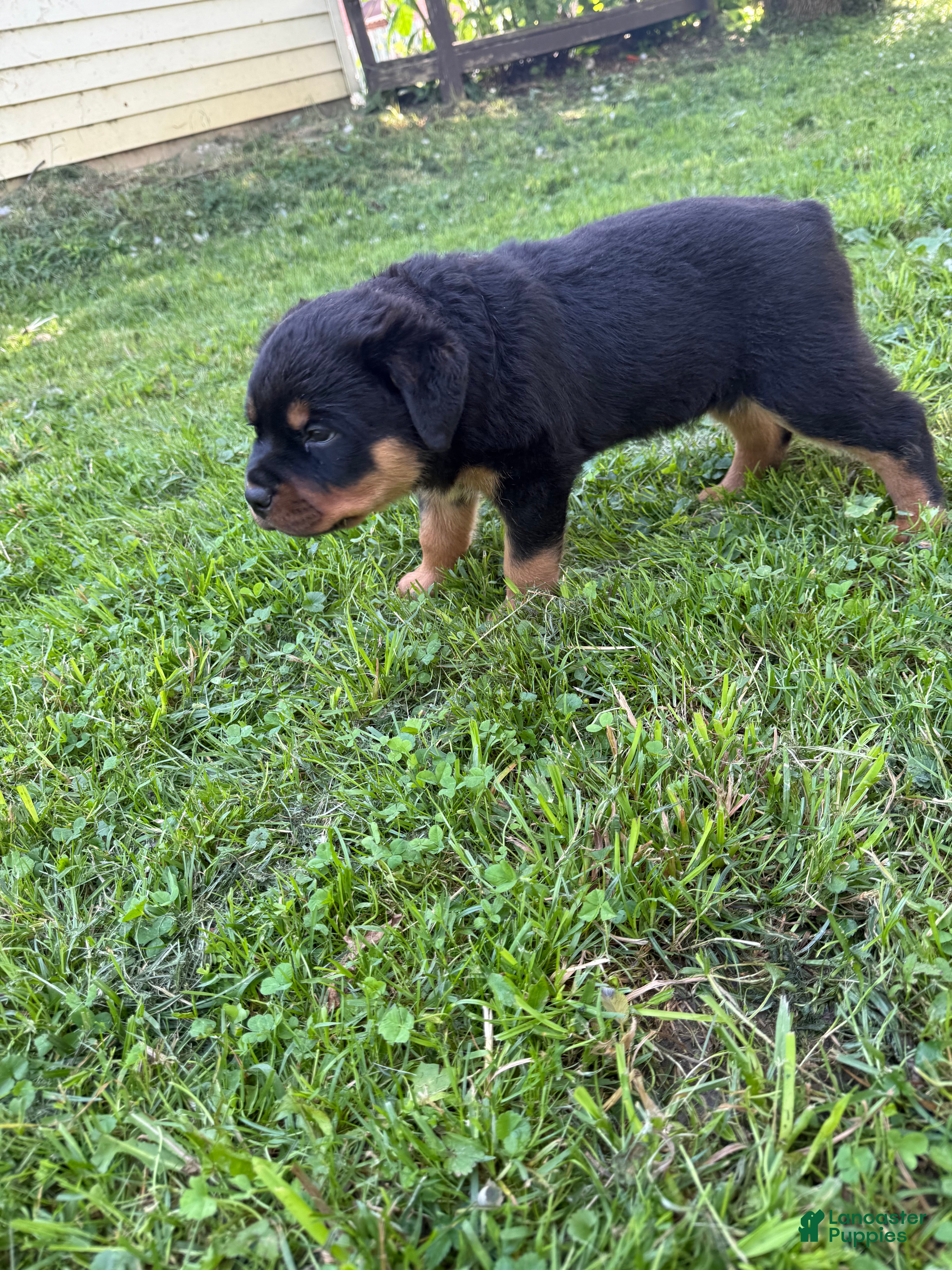Rottweiler dogs Male 1 - Ad 2