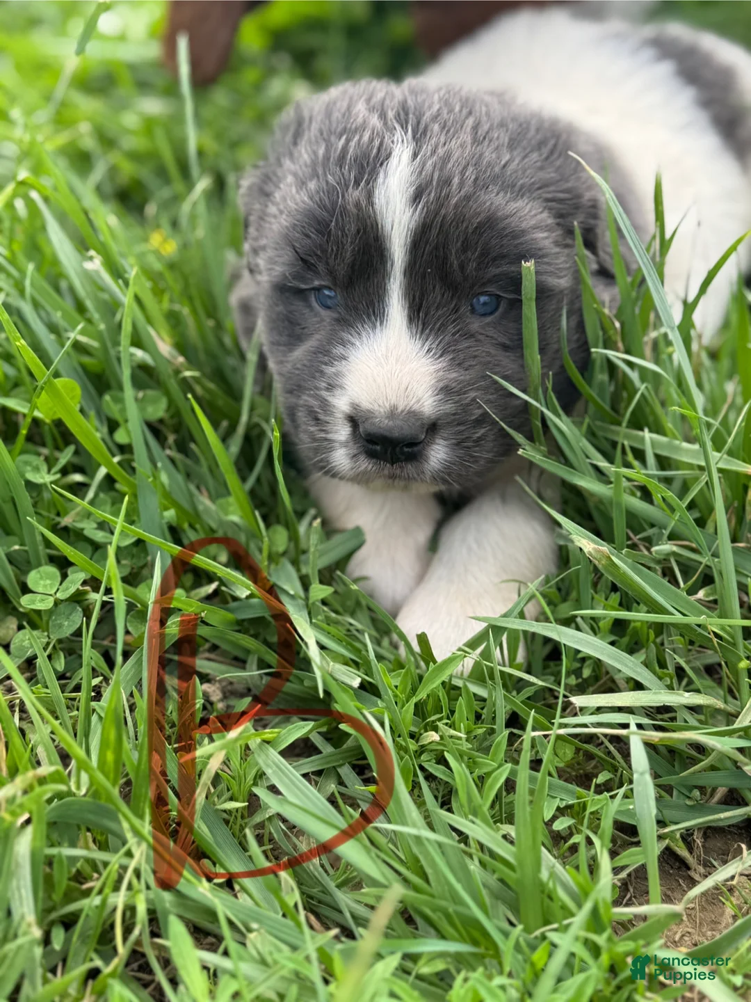 Mixed Breed dogs for sale: Mixed Breed Puppy 1 - Ad 1