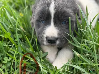 Mixed Breed dogs for sale: Mixed Breed Puppy 1 - Ad 4