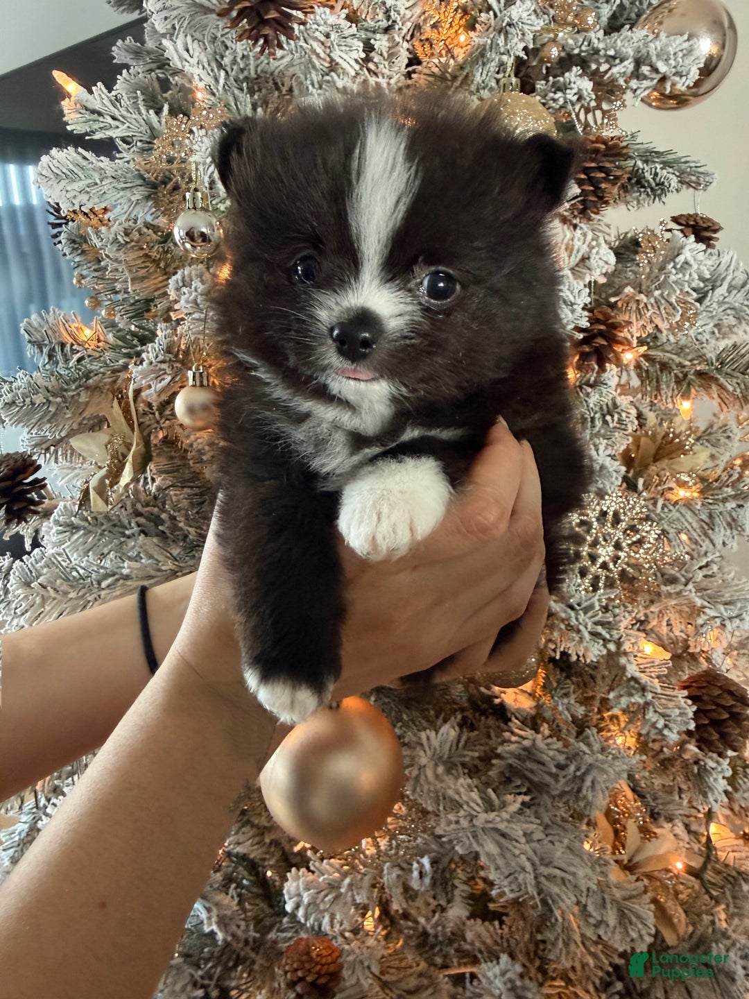 Pomeranian dogs for sale: Pomeranian Puppy 1 - Ad 1