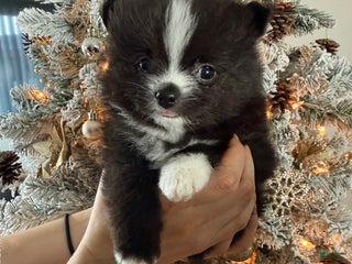 Pomeranian dogs Pomeranian Puppy 1 - Ad 3