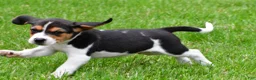 Beagle dogs for sale: Banjo - Ad 3