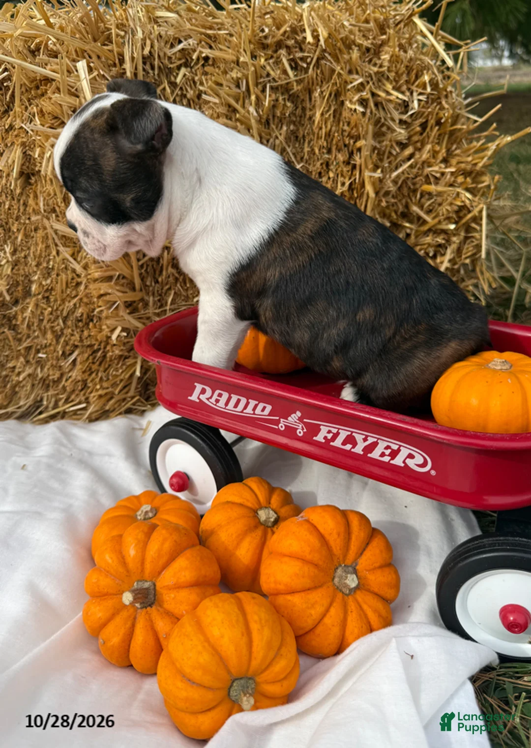 Boston Terrier dogs for sale: Wallace - Ad 3