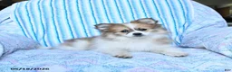 Pomsky dogs for sale: Ruby - Ad 3