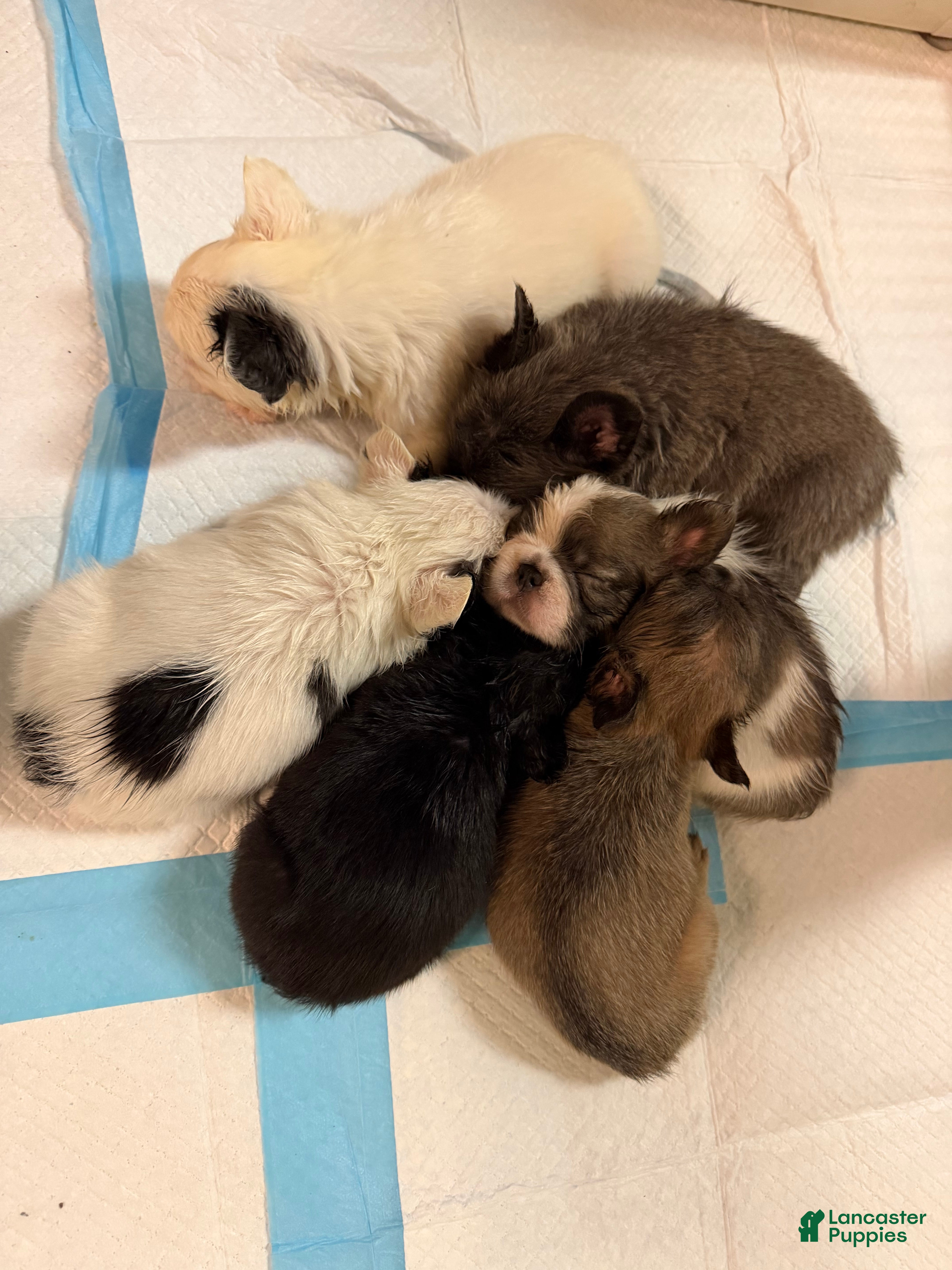 French Bulldog dogs French Bulldog 3 - Ad 36