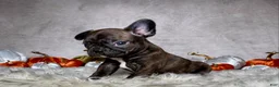Mixed Breed dogs for sale: Mr. Bruce - Ad 11