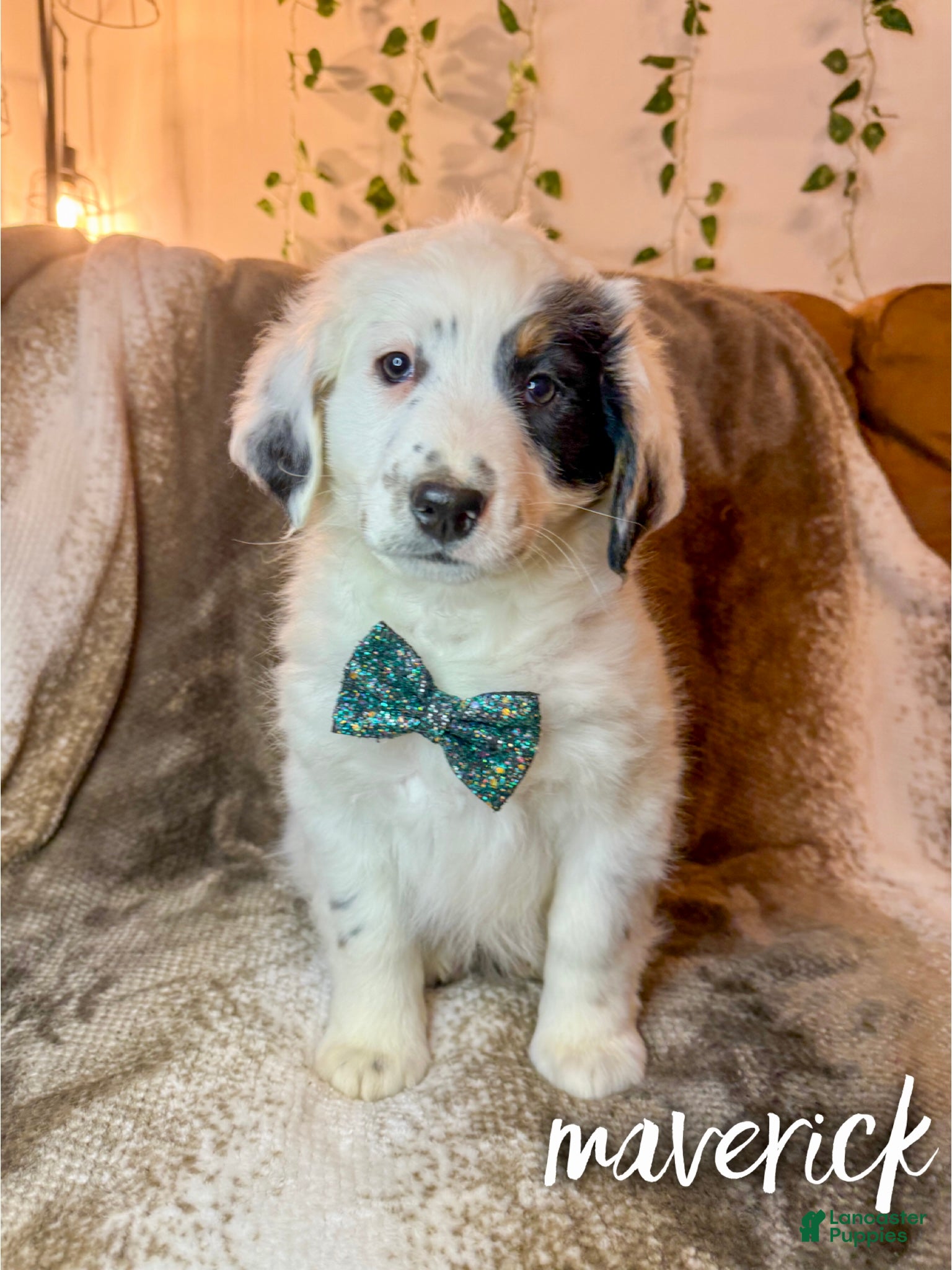 Mini Bernedoodle dogs Maverick - Ad 7