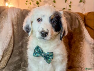 Mini Bernedoodle dogs Maverick - Ad 5