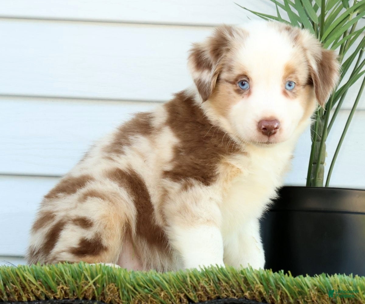 Miniature Australian Shepherd dogs Turbo - Ad 1
