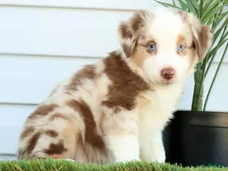 Miniature Australian Shepherd dogs for sale: Turbo - Ad 4