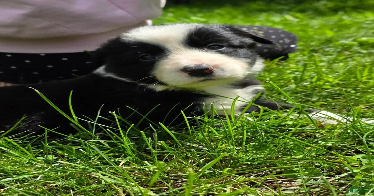 border-collie-puppies-for-sale-in-new-york-lancaster-puppies