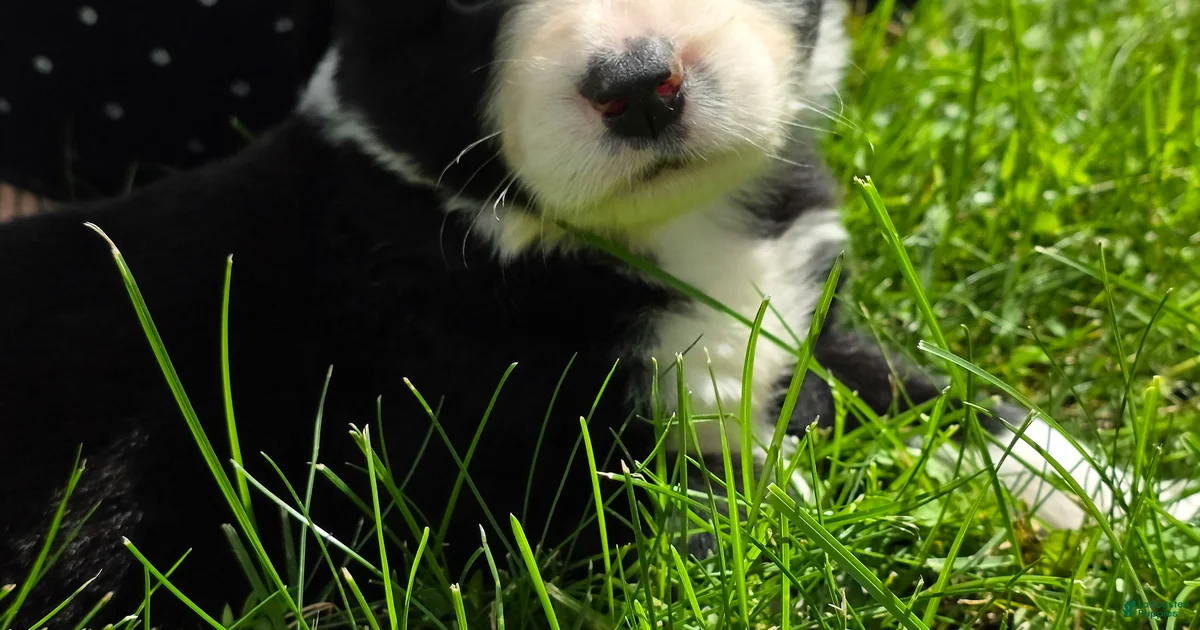 Border Collie Puppies For Sale In New York Lancaster Puppies border-collie-puppies-for-sale-in-new-york-lancaster-puppies