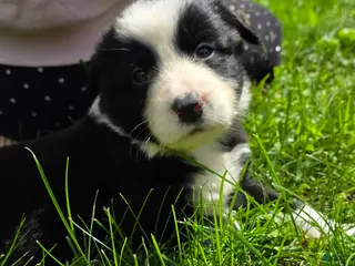Border Collie dogs Gunner - Ad 13