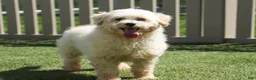 Maltipoo dogs for sale: Kolten - Ad 10