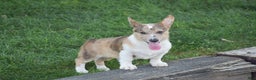 Welsh Corgi Pembroke dogs for sale: Rocco - Ad 2