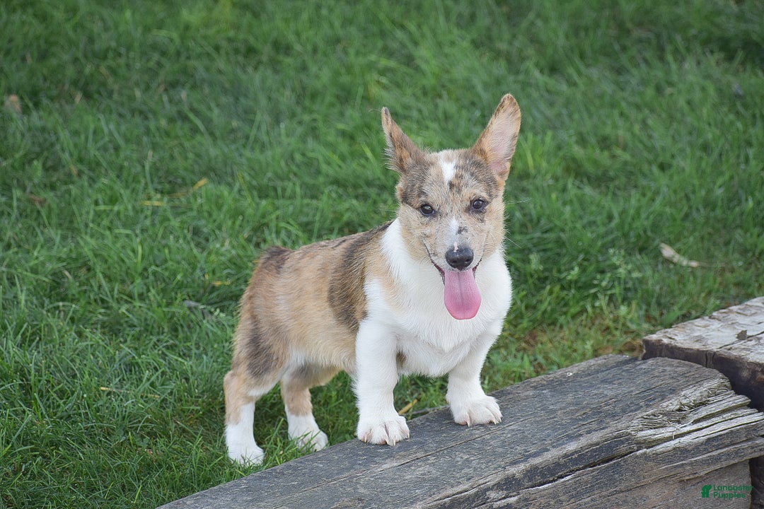 Welsh Corgi Pembroke dogs for sale: Rocco - Ad 2