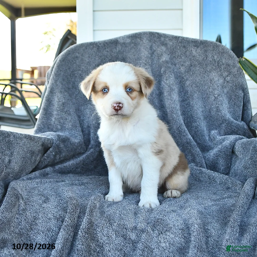 Miniature Australian Shepherd dogs for sale: Corey - Ad 1
