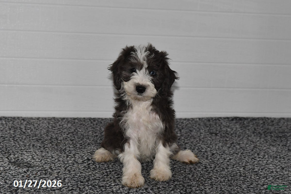 Mini Sheepadoodle dogs Ivy - Ad 2