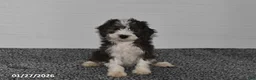 Mini Sheepadoodle dogs for sale: Ivy - Ad 2