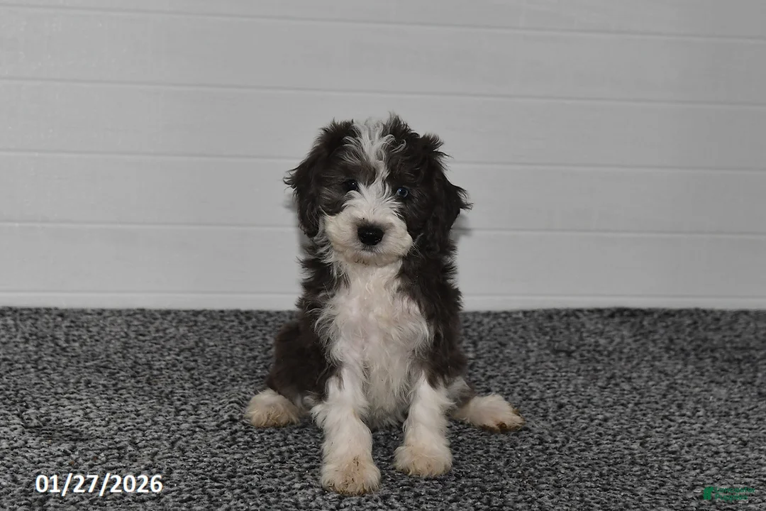 Mini Sheepadoodle dogs for sale: Ivy - Ad 2