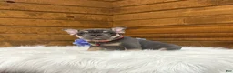 French Bulldog dogs for sale: Cooper - Ad 6