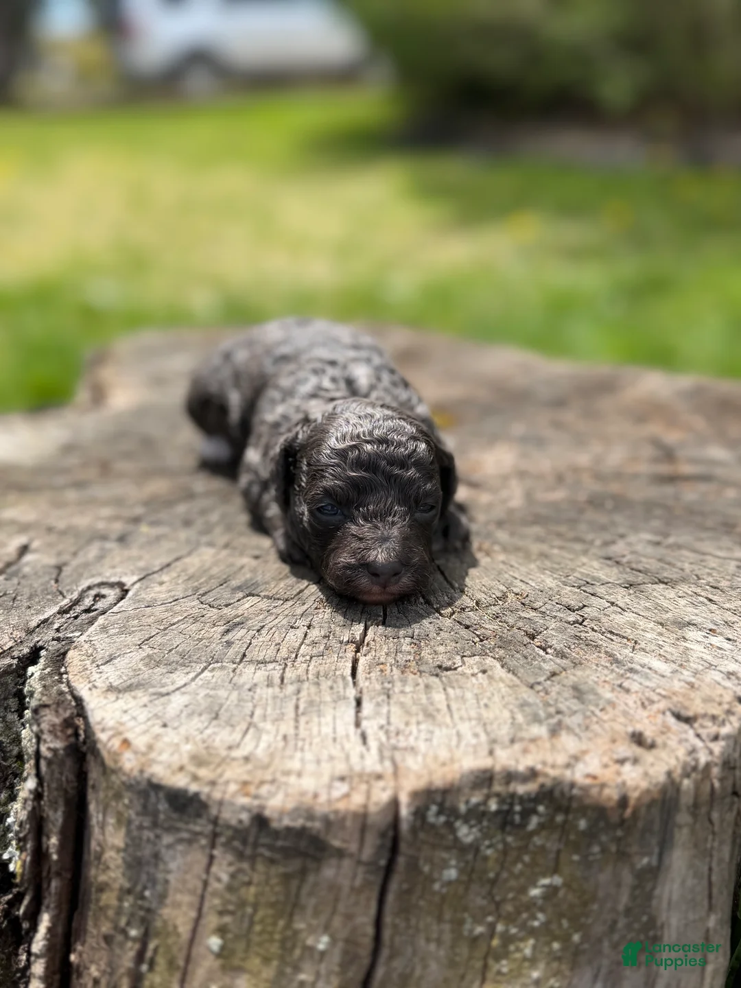 Toy Poodle dogs for sale: Navy bleu ( rare dilute color) - Ad 2