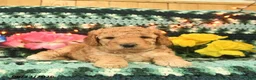 Mini Goldendoodle dogs for sale: Peppy Peet  - Ad 4