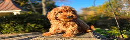 Cavapoo dogs for sale: Bryce - Ad 6
