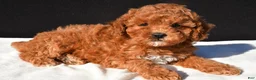 Toy Poodle dogs for sale: Sammy - Ad 3