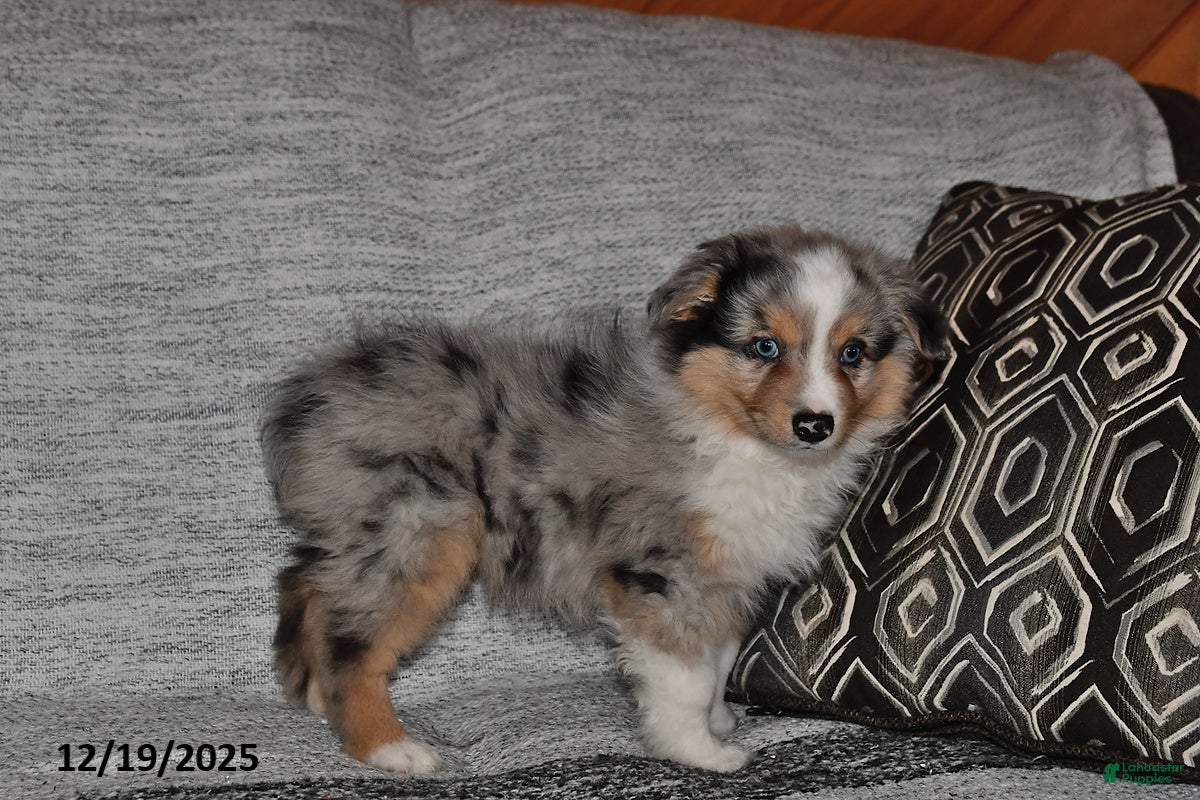 Miniature Australian Shepherd dogs Bubbles - Ad 14