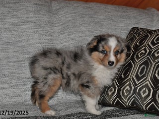 Miniature Australian Shepherd dogs Bubbles - Ad 14