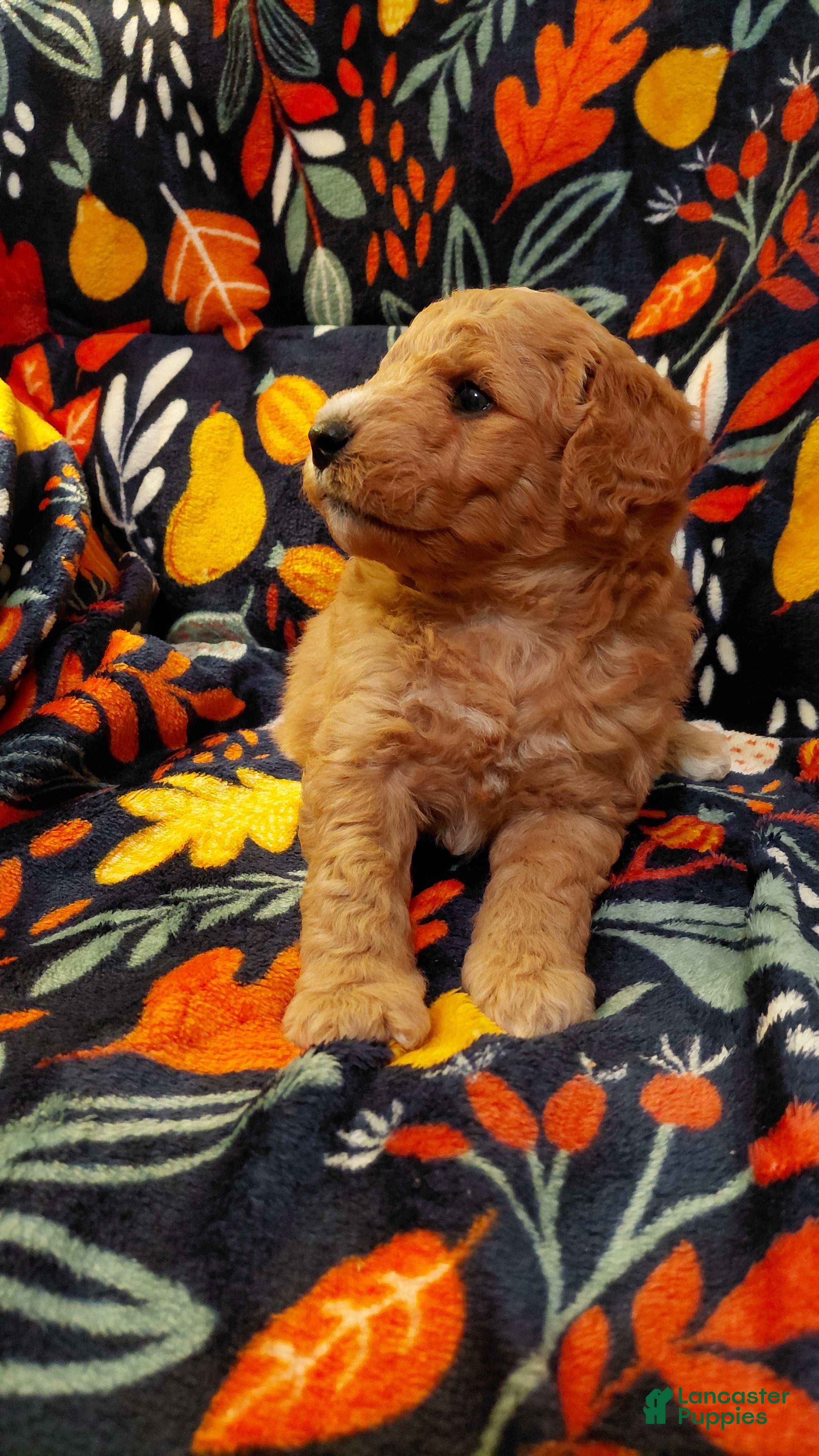 Mini Goldendoodle dogs Mountain Goldendoodle - Hazel - Ad 2