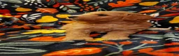 Mini Goldendoodle dogs for sale: Mountain Goldendoodle - Hazel - Ad 2