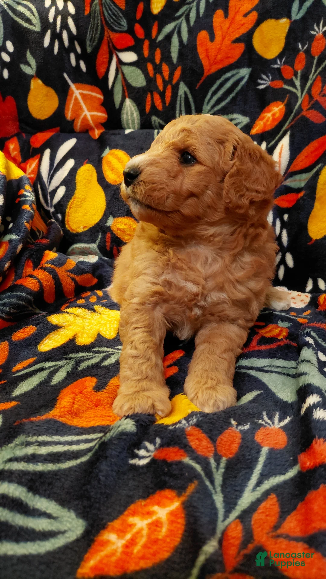 Mini Goldendoodle dogs for sale: Mountain Goldendoodle - Hazel - Ad 2
