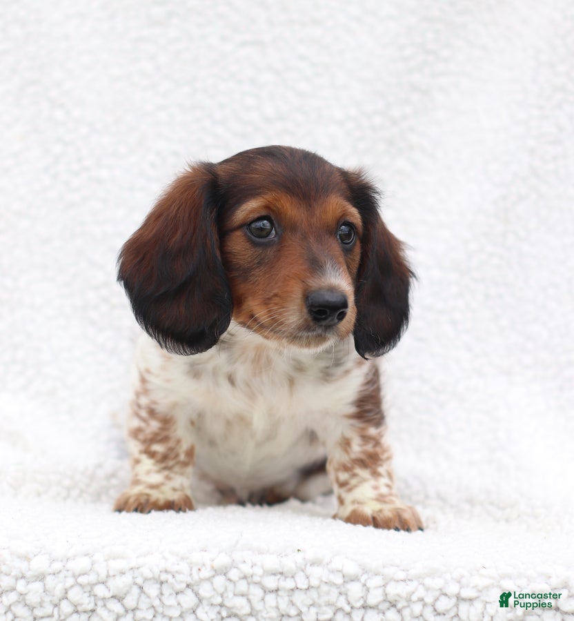 Miniature Dachshund dogs Piper - Ad 2