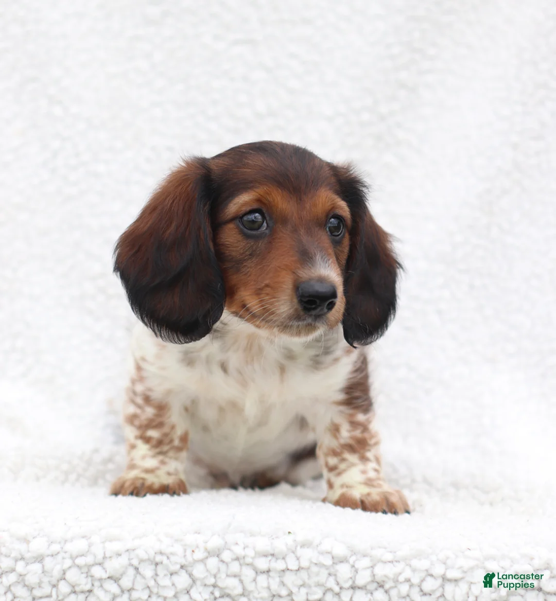 Miniature Dachshund dogs for sale: Piper - Ad 2