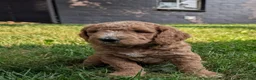 Goldendoodle dogs for sale: Carson  - Ad 7