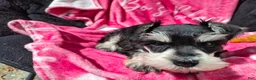 Miniature Schnauzer dogs for sale: Ms. MINTY - Ad 7