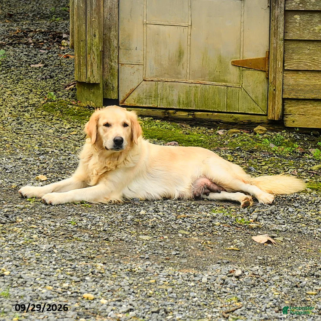 Golden Retriever dogs for sale: Autumn - Ad 4