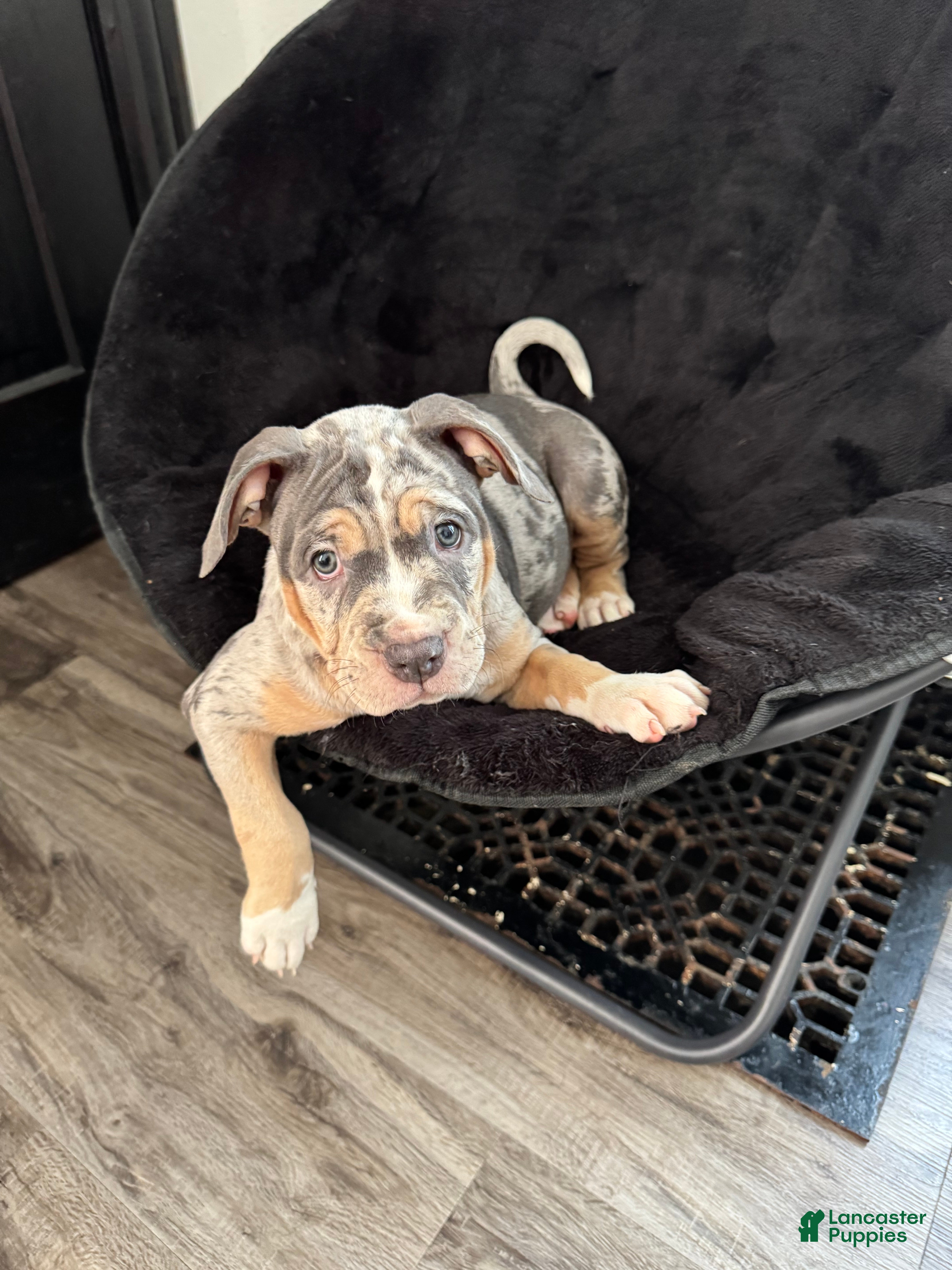 American Bully dogs American Bully 4 - Ad 27
