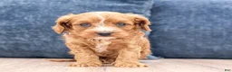 Cavapoo dogs for sale: Blaze - Ad 5