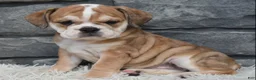 Beabull dogs for sale: Trixie  - Ad 4