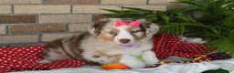 Australian Shepherd dogs for sale: Flossie - Ad 4