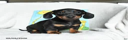 Miniature Dachshund dogs for sale: Onceler - Ad 4