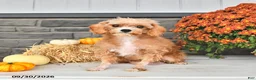 Cavapoo dogs for sale: Bennie - Ad 6