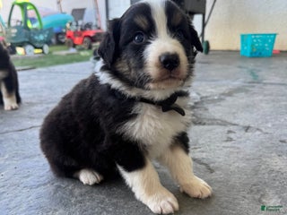 Australian Shepherd dogs - Ad 5