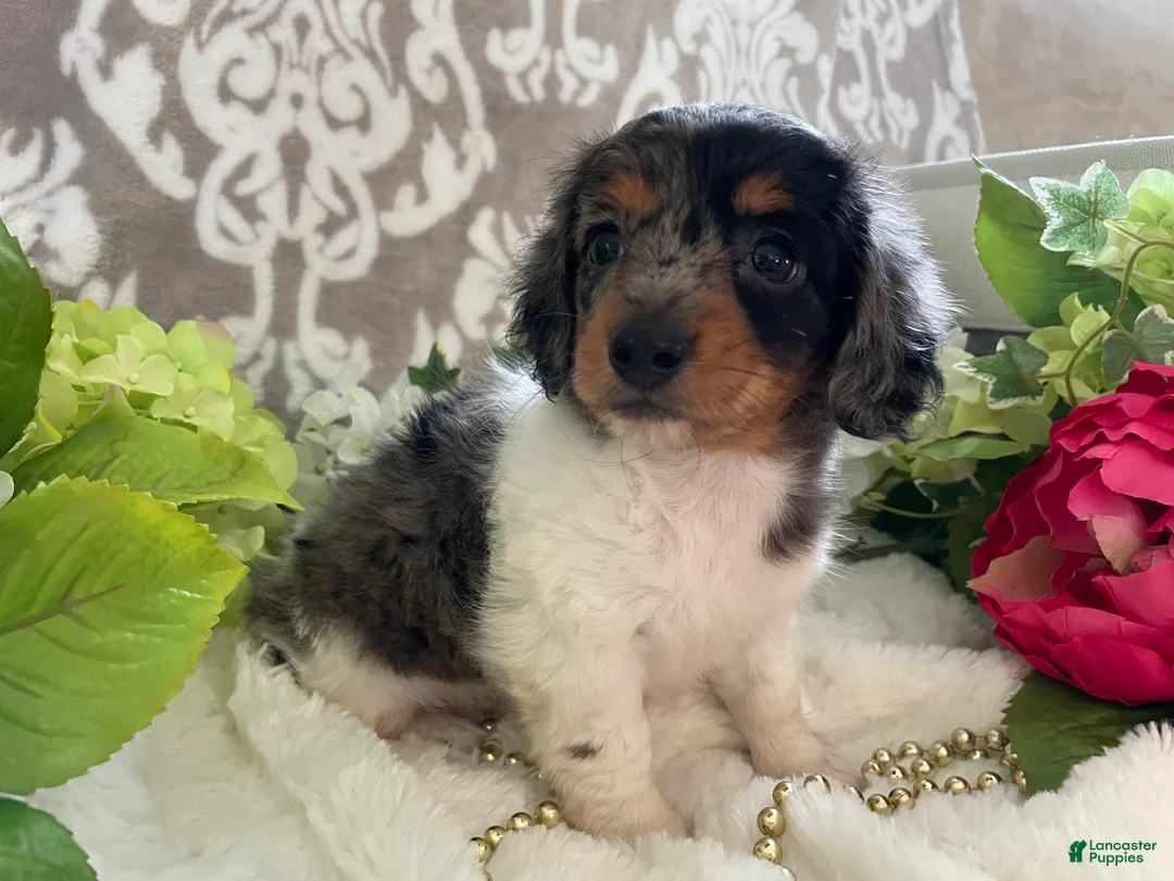 Miniature Dachshund dogs for sale: Mia - Ad 2
